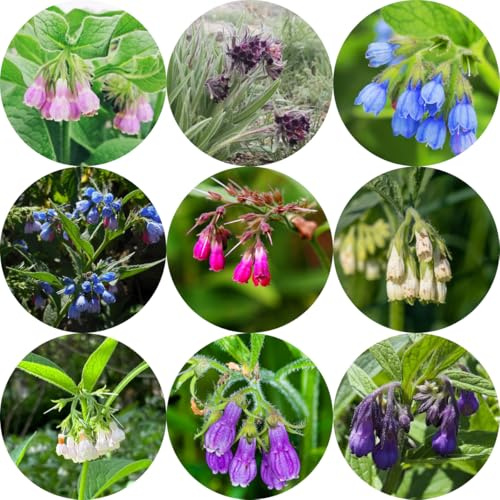 beinwell pflanzensamen wildblumen kräuterpflanzen Symphytum officinale winterharte garten sträucher bio frühlingsblumen wildblumensamen balkonblumen für sonnige plätze 300samen