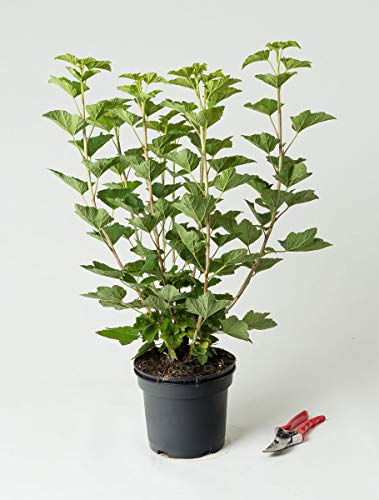Rote Johannisbeere Jonkheer van Tets - Ribes rubrum Jonkheer van Tets 40-60 cm hoch - Garten von Ehren