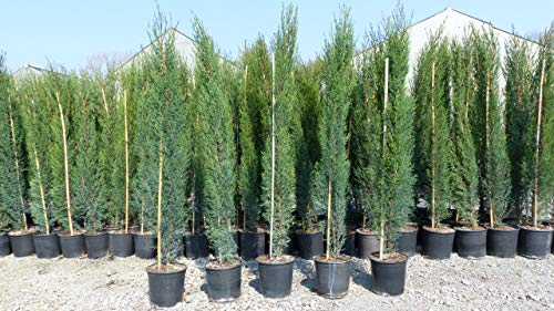 gruenwaren jakubik 6x Mittelmeerzypresse 160 cm Säulen Toskana Zypressen Zypresse Cupressus Semper.