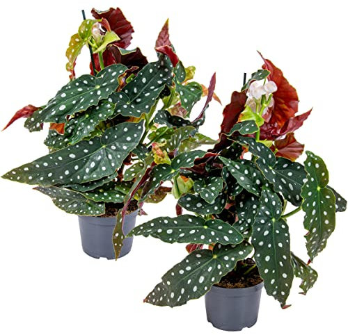 Bloomique - 2er-Set - Begonia Maculata - Punkt-Begonie - Punktpflanze - Zimmerpflanzen - Luftreinigend - 20-30 cm Hoch - Topf 12 cm
