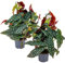 Bégonia Maculata | Stippenplant da 2 stuks - Kamerplant e kwekerspot ⌀12 cm - 25-35 cm