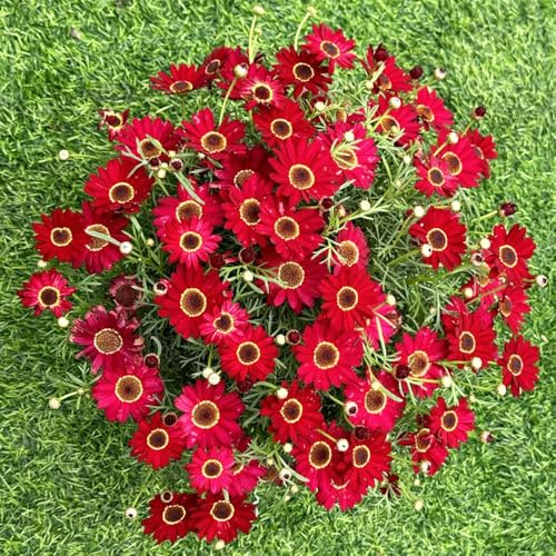 Semi di margherita perenne-da giardino perenni resistenti,per esterni coltivazione di semi,facile da piantare giardino 350pcs