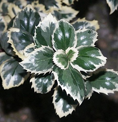 Stechpalme Ilex Casanova 40-60cm - Ilex meserveae
