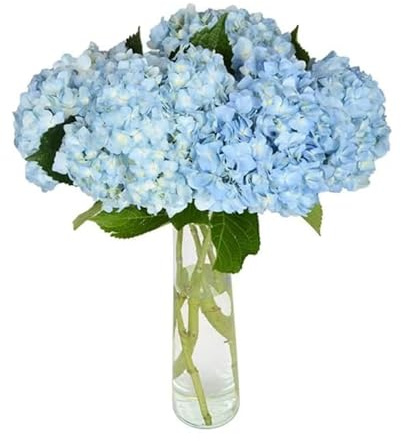Ramo de Hortensias Azules Hydrangea Naturales con 10 Flores en Tonos Vibrantes