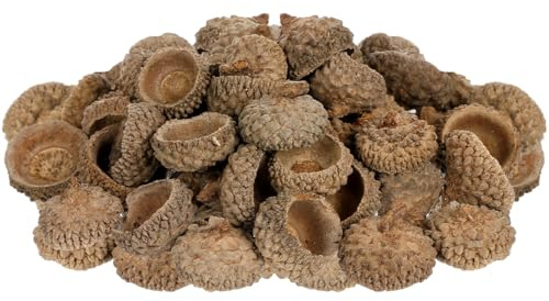ULTECHNOVO Natürliche Eichelschalen 50 Stück Eichelhüte Zum Basteln Trockenes Eichel-Ornament Eicheln Zum Hängen Für Weihnachtsbaum Herbstdeko Hochzeit Foto-Requisiten