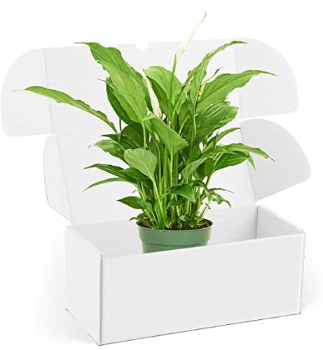 DECOALIVE Espatifilo Lirio de la Paz Spathiphyllum Planta Natural para el Hogar o la Oficina