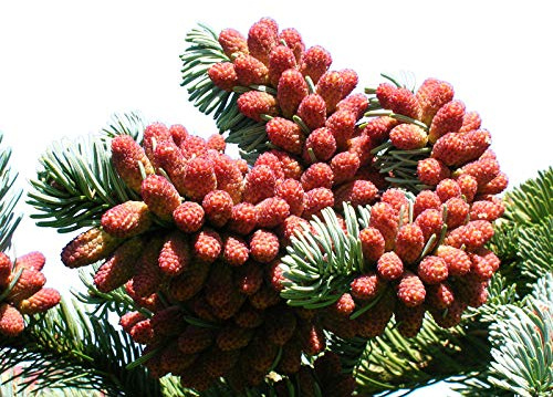 Edeltanne (Abies procera, Syn.: Abies nobilis) 15 Samen >Frisches Saatgut< In den USA ein sehr beliebter Weihnachtsbaum