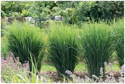 Stauden Gänge 3 x Panicum virgatum 'Cloud Nine' Blaue Riesen Rutenhirse | Blaues Ziergras für Sonne, Blüte August bis Oktober, mehrjährig, 1 L Topf (11x11 cm)