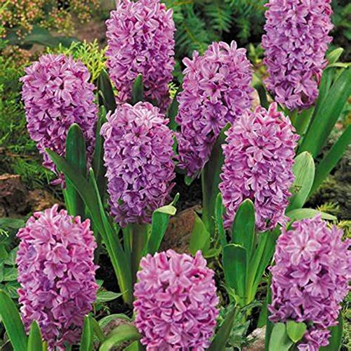 Hyacinth Bulbs for Planting Now UK/Mix Golden Jade Carving Feels Perfect/UK Now Simple Planting Perennial/Strong Plants That Grow Well