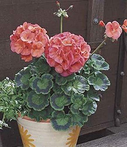 Pase Seeds Geranium Zonal Maverick Series Coral Seeds