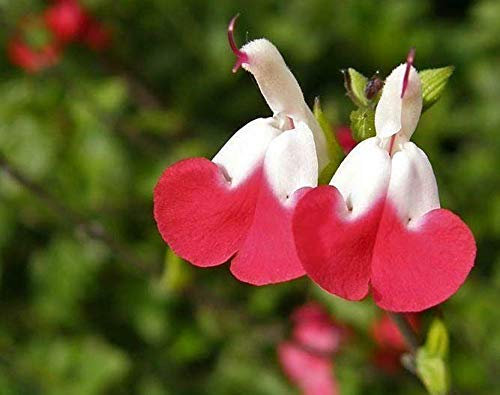 Pack x6 Salvia ‘Hot Lips’ Perennial Garden Plug Plants