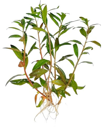 FLORATICA ¦ Proserpinaca Palustris 'Mermaid Weed' Live Aquarium Plants Tropical Fish Tank Shrimp Safe Snail Free (5)