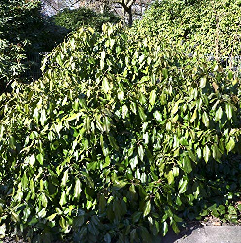 Kaukasischer Strauch Efeu 40-50cm - Hedera colchica Arborescens - lebende Gartenpflanze aus den Baumschulen
