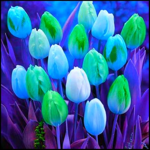 Mehrjährige Blumenzwiebel ist winterhart, Winterhart pflanzen, Blumenzwiebel Mix, Winterhart zwiebeln, Mysteriöse magische Glühbirne-3 Seltene tulpen zwiebeln