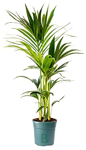 Bonplants Kentia, Palma Vera Tropicale, Howea Forsteriana, Vaso 18 cm, h 105 cm (Vaso da Vivaio)