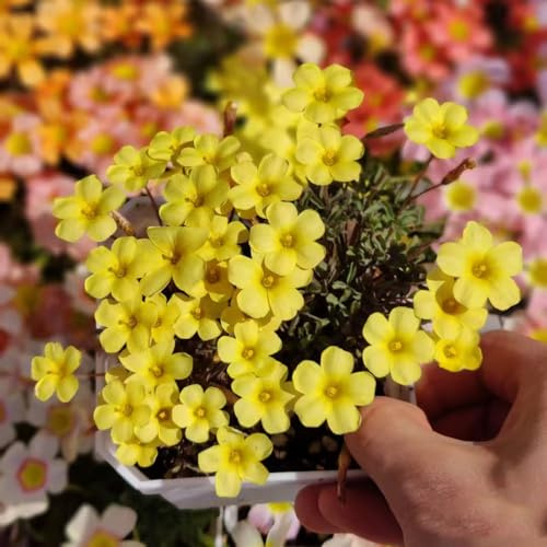 Oxalis triangularis - jardín de Camas elevadas para el jardín de primavera bonsái rocas bulbos temprana decorativas 6pcs