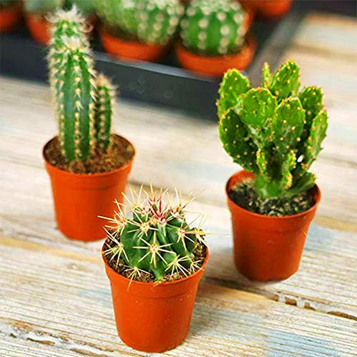 Mini cactus raro regalo casa ufficio interno vaso mix cactus succulto, 3 confezioni