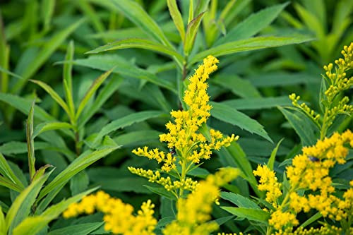 Solidago x cultorum 'Goldkind' 9x9 cm Topf – Winterhart, Mehrjährig, Pflegeleicht – Goldrute – Staude für Beet & Rabatte
