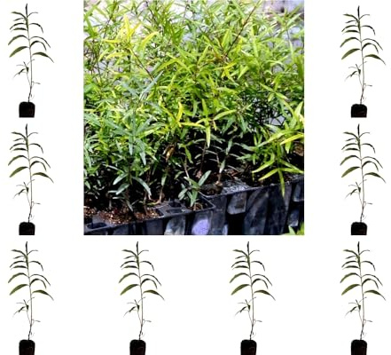 ¡¡¡ 10 Plantas !!! natural Cistus Ladanifer. Jara Pringosa. 20-30 cm. En cepellón listos para plantar. Mejora el suelo, atrae polinizadores, controla erosión. Aroma espectacular.