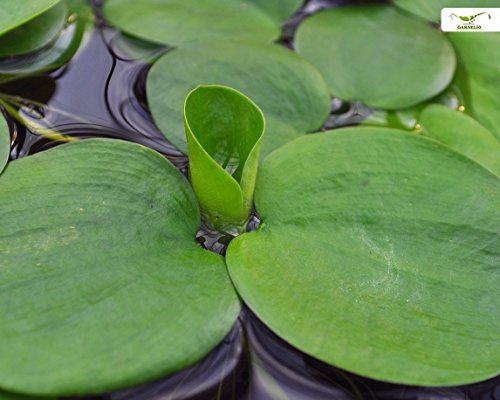 Aquarien- und Teich Schwimmpflanze - Froschbiss - Limnobium laevigatum - Garnelio Portion