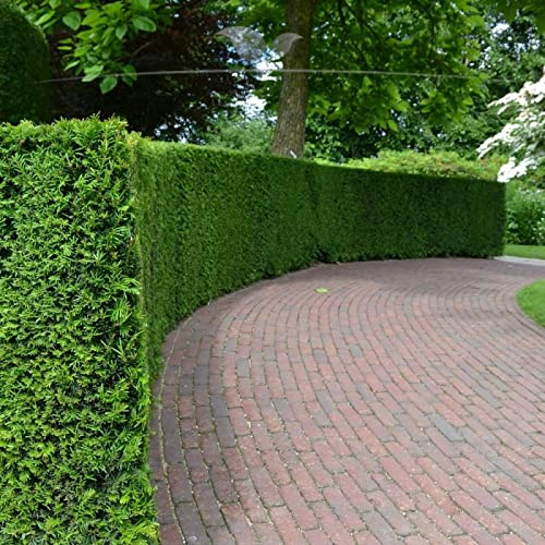 Gardline - Taxus baccata 140-160 cm. Angebot: 3-200 Eibe Pflanzen. Immergrün & Winterhart - 8 St. (ca. 3 Meter)