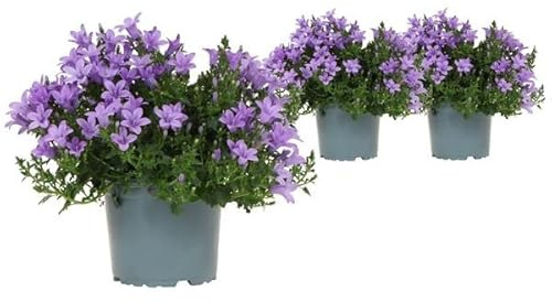 Campanula - Pack 3 Unidades - Campanilla Plantas Vivas - Flores Azules para Exterior e Interior - Plantas con Flor