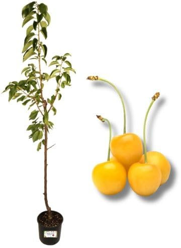 P. Piantine da Orto | Ciliegio Bianco Napoleon, Pianta in Vaso Diametro 22 cm, Pianta da Frutto in Vaso, Pianta Vera da Esterno, Giardino o Vaso in Terrazza, Vivaio Italiano