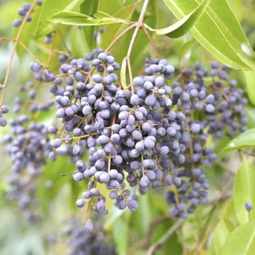 semillas seto de aligustre - hoja perenne resistentes exóticas resistentes bonsái de interior perennes jardín 550pcs