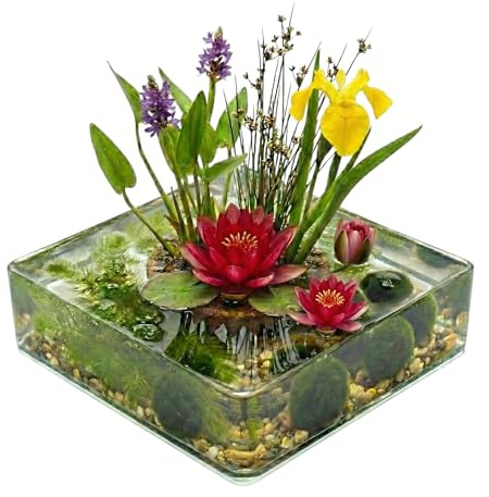 Vdvelde.com - Komplettes Teichpflanzen Set Rot 25-90L - mit Zwergseerose, 11 Pflanzen, Sauerstoffpflanzen, Substrat & Bakterien - Mini Teich Set für klares Wasser ohne Filter - winterhart
