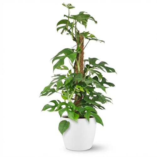 Monstera Minima am Moosstab 90cm – Mini Fensterblatt Zimmerpflanze im Potter Weiß Übertopf Ø19cm – tropische Blätter mit Löchern – pflegeleicht für Wohnung & Büro, ideal bei Halbschatten