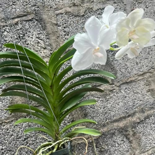 semi di orchidea vanda, rare, aiuole rialzate orchidee d'appartamento che purificano l'aria resistenti, ornamentali parete verde, 20pcs