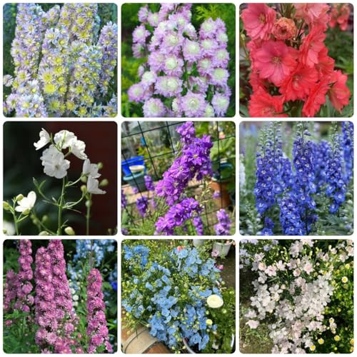 Semi di Delphinium, Semi resistenti alle di Larkspur semi di come per gli ospiti resistenti per il giardino da balcone 150pcs