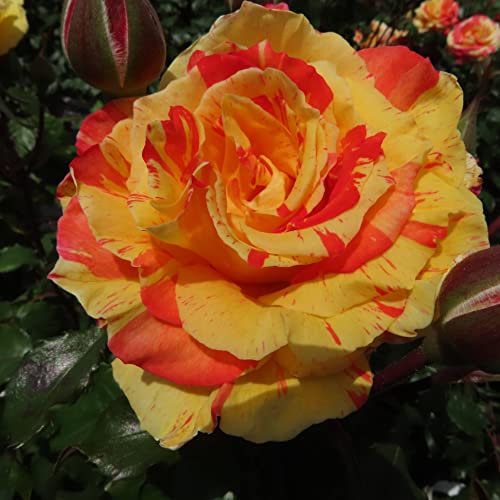 Thanks A Million- 5.5lt Potted Floribunda/Cluster Flowering Garden Rose Bush - Exclusive. Red, Yellow and Pink Stripes - Thank You Gift
