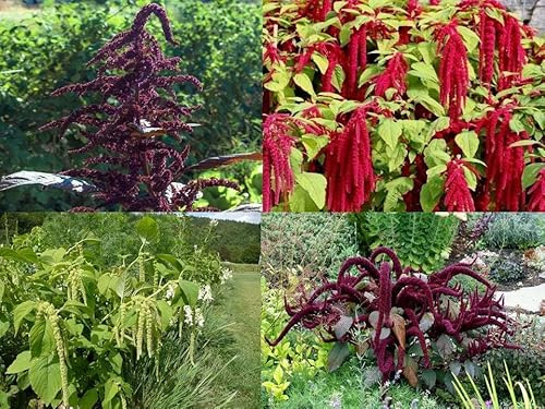 Amarant Amaranth PAKET - SORTIMENT - aus 4 Sorten - 300+ Samen ERTRAGREICH V 112