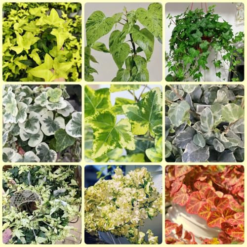 semi di edera, d'appartamento Semi di edera a crescita rapida - decorazione vegetale da parete pensile da muro 500pcs