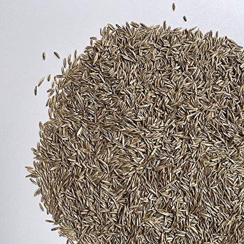 Il Contadino - Antiche Sementi | LOIETTO PERENNE| Tappeto fine molto denso, Adatto a tutti i luoghi e tipi di terreno, Ottima resistenza al calpestio, ai freddi invernali e alle malattie (5 Kg)