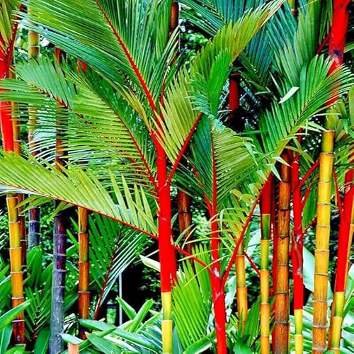 20 Red Sealing Wax Lipstick Palm Tree Seeds (Cyrtostachys Renda) House Plant