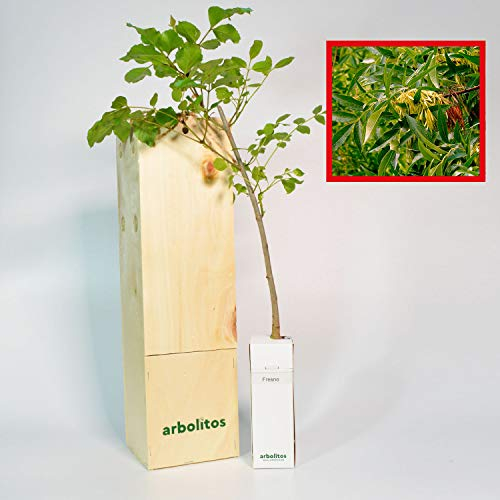 Eschenbaum | 30 cm hoher Jungwuchs Erhalten in einer wiederverwendbaren Holzkiste | 1 Einheit