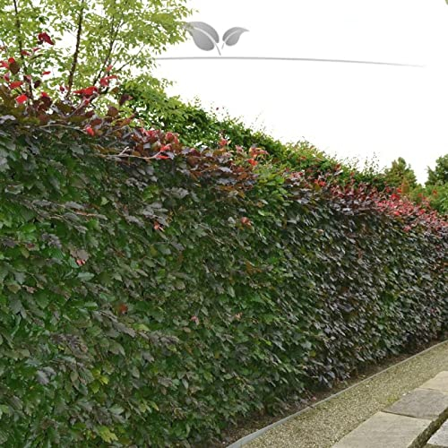 Gardline - Blutbuche 125-150cm IM TOPF. 3-200 Fagus Heckenpflanzen. Sichtschutz Buchenhecke - 83 St. (ca. 21 Meter)