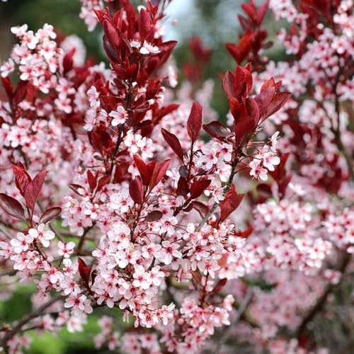 Plant Theory 2m - 2.5m Nigra Flowering Cherry Blossom Tree Prunus Cerasifera 9L Pot