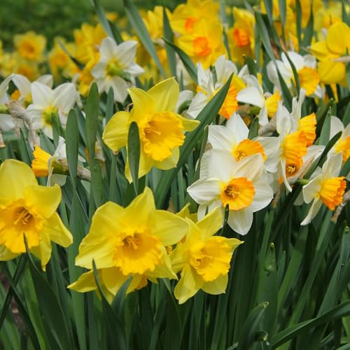 mgc24 Narzissen Mischung großblütig - 50 Blumenzwiebeln