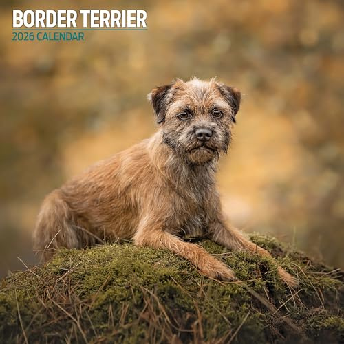 Border Terrier 2026 traditionell kalender