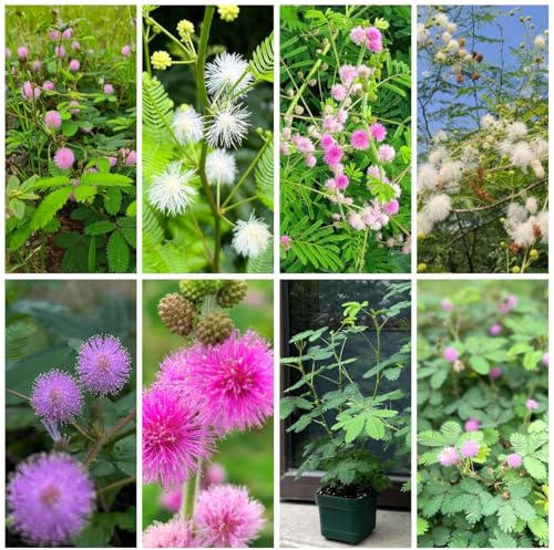 mimosen - mimose kaufen, bodendecker gartenkräuter, bodendecker winterhart mimosa mehrjährig, hochbeet balkon 50samen