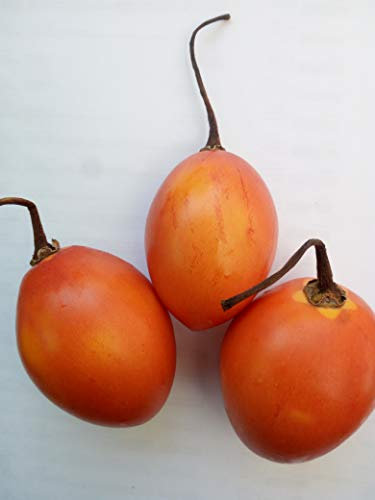 SEMI TAMARILLO -ALBERO DEL POMODORO-Cyphomandra betacea