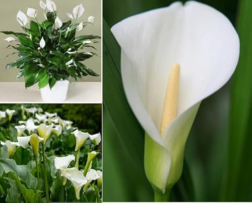Calla Lily Peace Lily 20+ Seeds