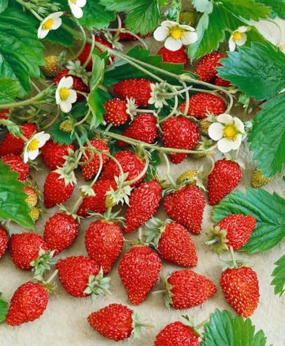 Fragaria vesca var. semperflorens 'Alexandria' 9x9 cm Topf – Winterhart, Mehrjährig, Pflegeleicht – Monatserdbeere – Naschobst für Beet & Balkon