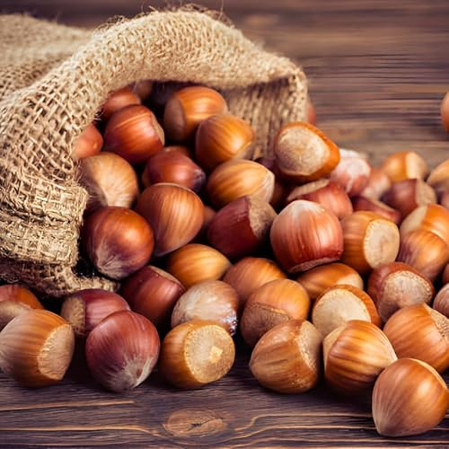 5 Hazelnut Tree Live Plant, 4-5 Inch Tall, Edible Nut Tree for Backyard Planting, Easy to Grow for Starters