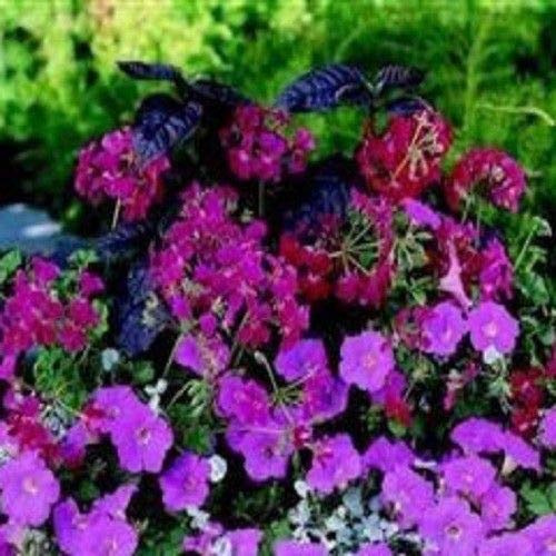 Portal Cool Geranio - Estate Docce Fucsia - 5 Semi