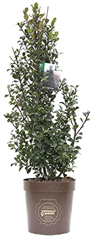 Ilex x meserveae 'Heckenstar', Agrifoglio, Pianta vera in vaso Vannucci Piante, Pianta da terrazzo (cod. 5) (1x)