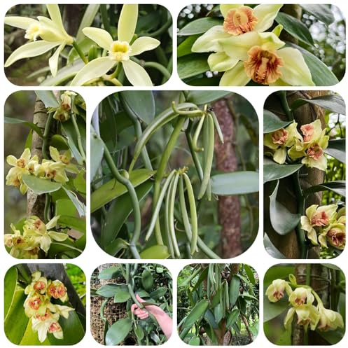 semi di orchidea vaniglia - Vanilla planifolia - giardino balcone perenni resistenti 100pcs